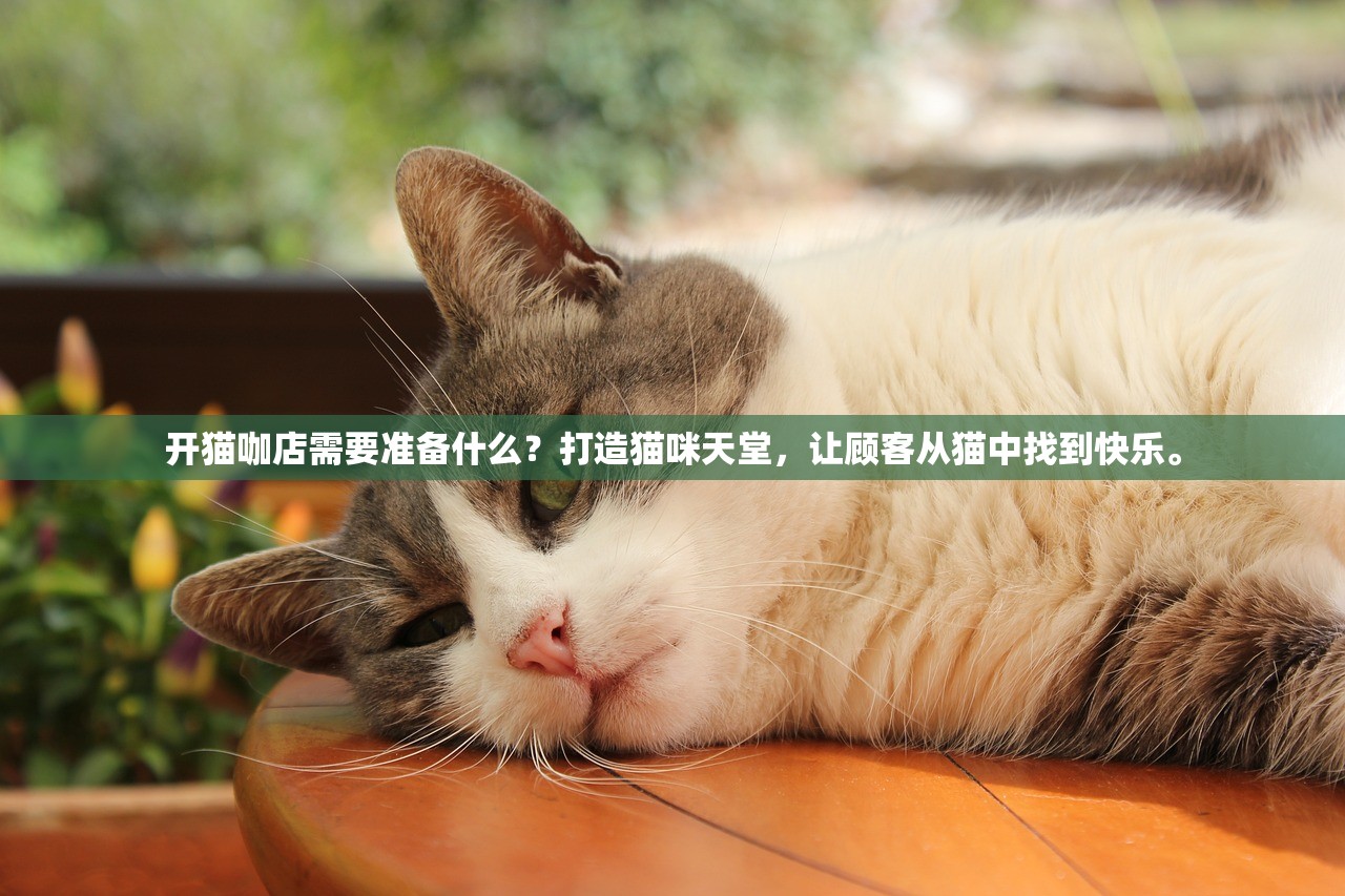 开猫咖店需要准备什么？打造猫咪天堂，让顾客从猫中找到快乐。